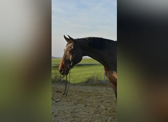 Cheval de sport allemand, Hongre, 13 Ans, 175 cm