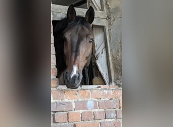 Cheval de sport allemand, Hongre, 13 Ans, 179 cm, Bai brun