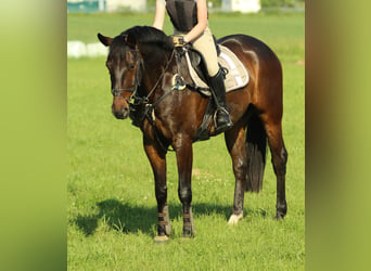 Cheval de sport allemand, Hongre, 14 Ans, 164 cm, Bai brun