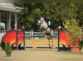 Cheval de sport allemand, Hongre, 14 Ans, 167 cm, Gris pommelé