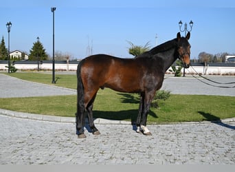 Cheval de sport allemand, Hongre, 14 Ans, 168 cm, Bai