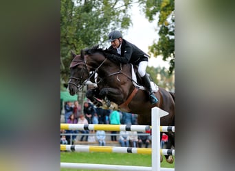 Cheval de sport allemand, Hongre, 14 Ans, 169 cm, Bai brun