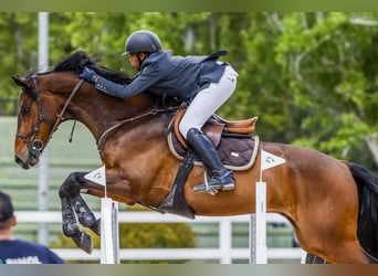 Cheval de sport allemand, Hongre, 14 Ans, 170 cm, Bai cerise Cheval de sport allemand, Hongre, 14 Ans, 170 cm, Bai cerise