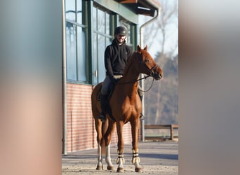 Cheval de sport allemand, Hongre, 14 Ans, 174 cm, Alezan