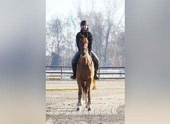 Cheval de sport allemand, Hongre, 14 Ans, 174 cm, Alezan