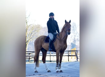 Cheval de sport allemand, Hongre, 14 Ans, 174 cm, Alezan