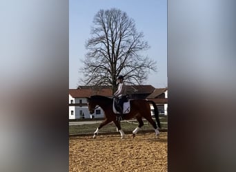 Cheval de sport allemand, Hongre, 15 Ans, 167 cm, Bai