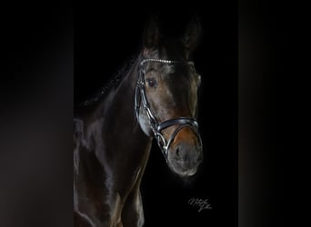 Cheval de sport allemand, Hongre, 15 Ans, 168 cm, Bai brun