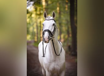 Cheval de sport allemand, Hongre, 15 Ans, 170 cm, Gris