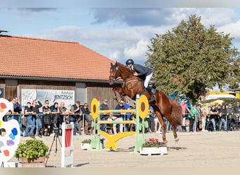 Cheval de sport allemand, Hongre, 15 Ans, 173 cm, Alezan