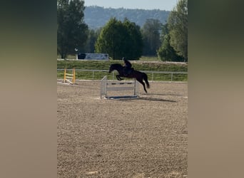 Cheval de sport allemand, Hongre, 17 Ans, 172 cm, Bai