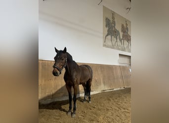 Cheval de sport allemand, Hongre, 17 Ans, 172 cm, Bai