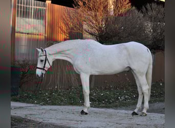 Cheval de sport allemand, Hongre, 17 Ans, 178 cm, Gris