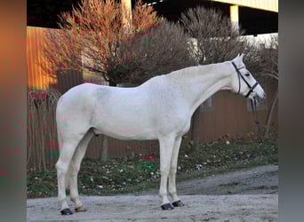 Cheval de sport allemand, Hongre, 17 Ans, 178 cm, Gris