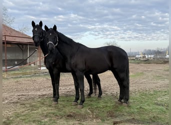 Cheval de sport allemand, Hongre, 18 Ans, 168 cm, Noir