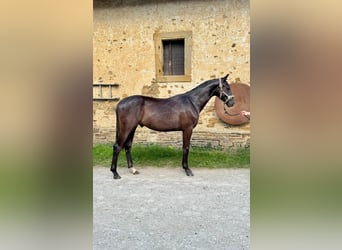 Cheval de sport allemand, Hongre, 1 Année, 168 cm, Noir