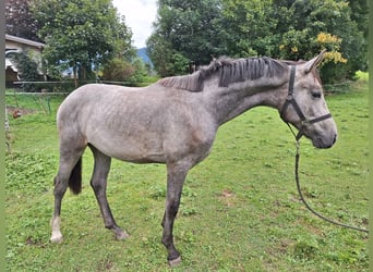 Cheval de sport allemand, Hongre, 1 Année, 175 cm, Gris noir