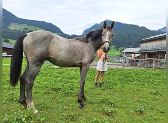 Cheval de sport allemand, Hongre, 1 Année, 175 cm, Gris noir