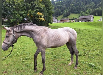 Cheval de sport allemand, Hongre, 1 Année, 175 cm, Gris noir