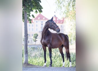 Cheval de sport allemand, Hongre, 20 Ans, 170 cm, Bai brun foncé