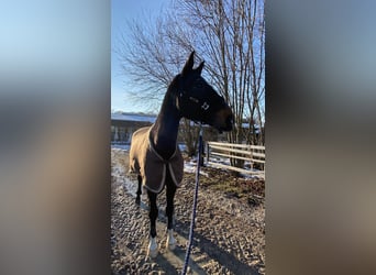 Cheval de sport allemand, Hongre, 20 Ans, 180 cm, Bai brun