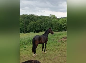 Cheval de sport allemand, Hongre, 2 Ans, 162 cm, Bai