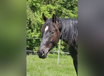 Cheval de sport allemand, Hongre, 2 Ans, 164 cm, Bai brun foncé