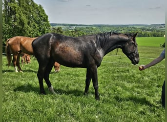 Cheval de sport allemand, Hongre, 2 Ans, 164 cm, Bai brun foncé