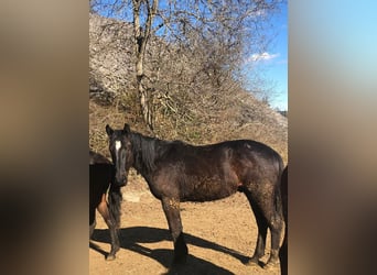 Cheval de sport allemand, Hongre, 2 Ans, 164 cm, Bai brun foncé