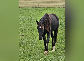 Cheval de sport allemand, Hongre, 2 Ans, 164 cm, Bai brun foncé