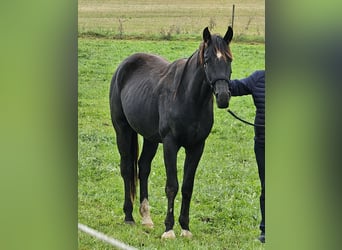 Cheval de sport allemand, Hongre, 2 Ans, 164 cm, Bai brun foncé