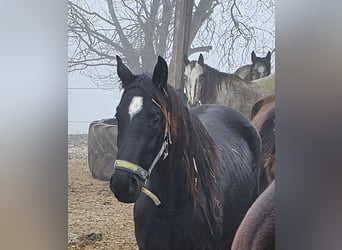 Cheval de sport allemand, Hongre, 2 Ans, 164 cm, Bai brun foncé