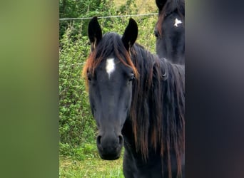 Cheval de sport allemand, Hongre, 2 Ans, 164 cm, Bai brun foncé