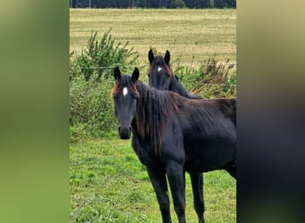 Cheval de sport allemand, Hongre, 2 Ans, 164 cm, Bai brun foncé