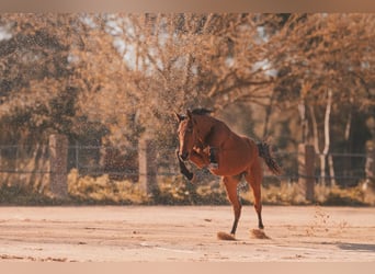 Cheval de sport allemand, Hongre, 2 Ans, 169 cm, Bai clair