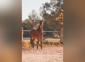 Cheval de sport allemand, Hongre, 2 Ans, 169 cm, Bai clair