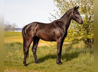 Cheval de sport allemand, Hongre, 3 Ans, 155 cm, Noir