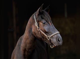 Cheval de sport allemand, Hongre, 3 Ans, 155 cm, Noir