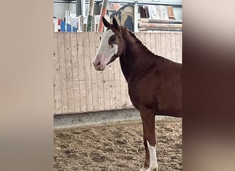 Cheval de sport allemand, Hongre, 3 Ans, 159 cm, Alezan