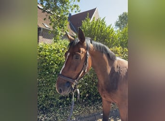 Cheval de sport allemand, Hongre, 3 Ans, 160 cm, Bai