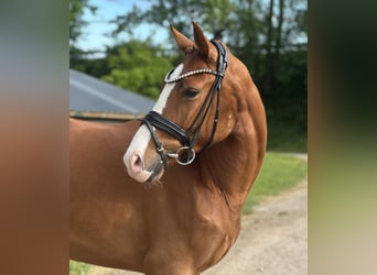 Cheval de sport allemand, Hongre, 3 Ans, 162 cm, Alezan