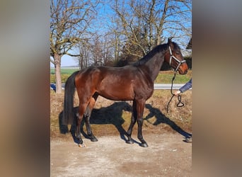 Cheval de sport allemand, Hongre, 3 Ans, 162 cm, Bai brun foncé