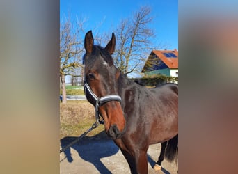 Cheval de sport allemand, Hongre, 3 Ans, 162 cm, Bai brun foncé