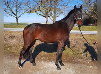 Cheval de sport allemand, Hongre, 3 Ans, 162 cm, Bai brun foncé