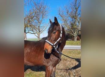 Cheval de sport allemand, Hongre, 3 Ans, 162 cm, Bai brun foncé