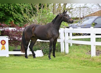 Cheval de sport allemand, Hongre, 3 Ans, 163 cm, Bai brun