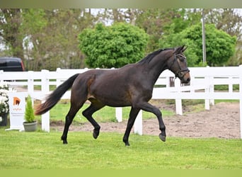Cheval de sport allemand, Hongre, 3 Ans, 163 cm, Bai brun