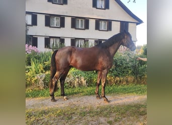 Cheval de sport allemand, Hongre, 3 Ans, 163 cm, Bai