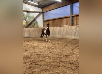 Cheval de sport allemand, Hongre, 3 Ans, 163 cm, Pinto