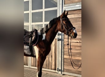 Cheval de sport allemand, Hongre, 3 Ans, 164 cm, Pinto